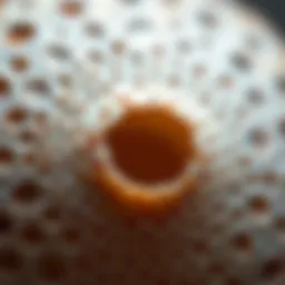 Close-up view of a beautifully drilled shell showcasing intricate details