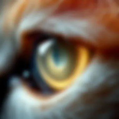 Close-up view of a cat's eye gem showcasing its unique optical phenomenon.